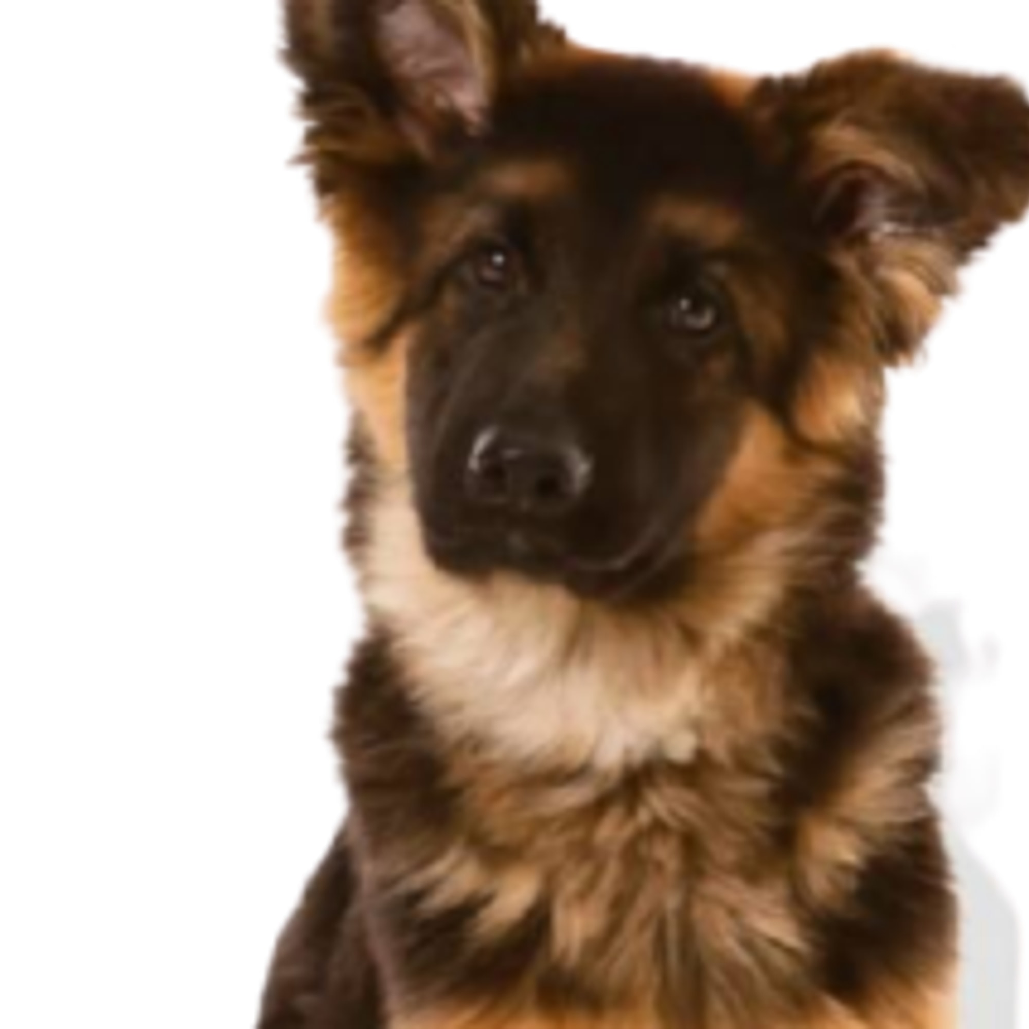 Custom Pet Acrylic Standee Detail Close-up – Puppy Face (cropped from main image)