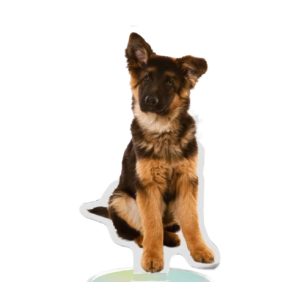 Custom Pet Acrylic Standee on white background, 2000x2000