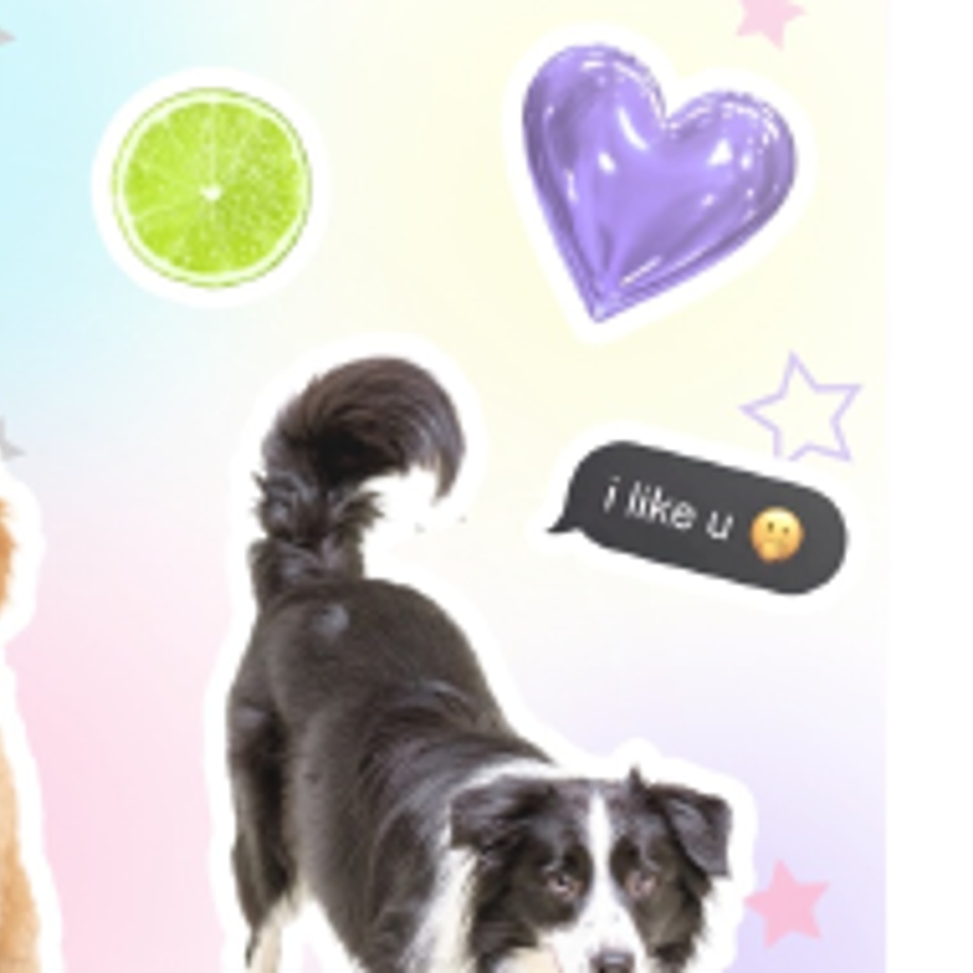 Custom Pet Portrait Stickers Detail Close-up – Border Collie Sticker (cropped from main image)